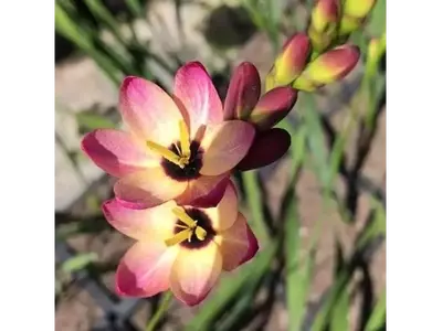 Ixia: La Estrella Floral del Jardín