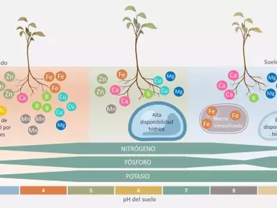 La Influencia Crucial del pH del Suelo en la Salud y Productividad de los Cultivos