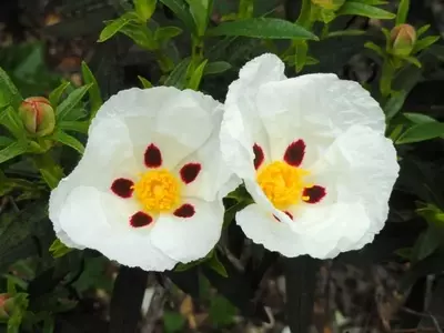 La Jara: Un Arbusto Resistente y de Gran Belleza para tu Jardín