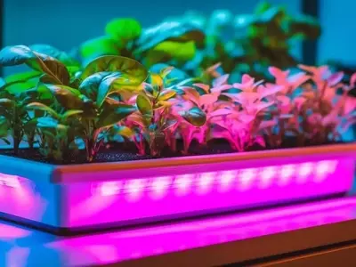 La Revolución LED: Cultivo Exitoso de Plantas de Interior