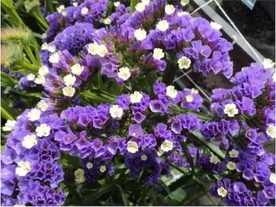 Limonium Sinuatum: La Flor de Papel que Desafía el Tiempo y Embellece los Jardines