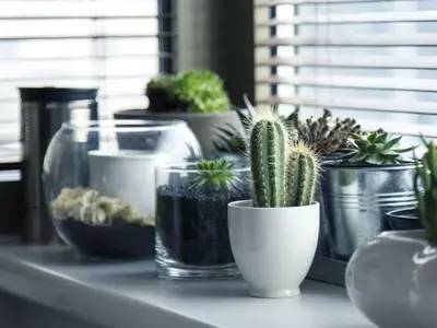 Plantas que Transforman tu Hogar: Aire Puro y Estilo Natural