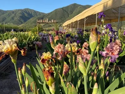 Iris Germanica: Un Viaje a Través de su Cultivo y Esplendor Ornamental