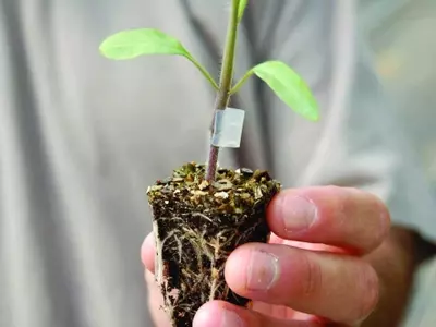 La Vanguardia del Injerto: Potenciando la Resistencia y Productividad del Tomate