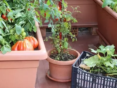 Cultiva Tu Propio Oasis Verde: Una Guía Esencial para Huertos Urbanos Sostenibles en Casa