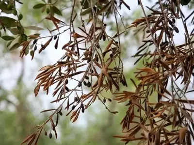 La Amenaza Silenciosa: Comprendiendo y Combatiendo la Xylella fastidiosa