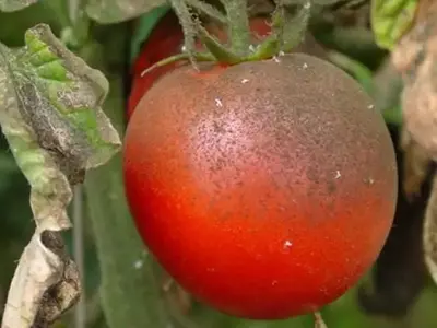 Manejo de la Mosca Blanca en Cultivos de Tomate: Prevención y Control