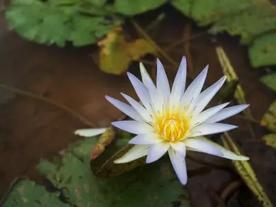 El Enigmático Loto Azul: Belleza, Historia y Usos