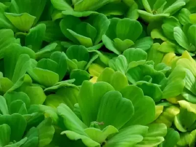 Descubriendo la Lechuga de Agua: Una Joya para su Estanque