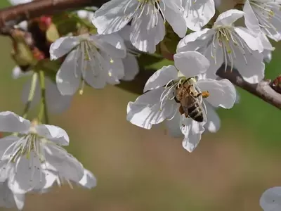 La Crucial Polinización en Árboles Frutales