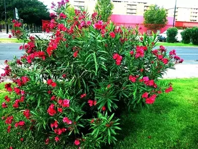 Guía Esencial para la Poda de Adelfas: Cuidado y Mantenimiento de Nerium oleander