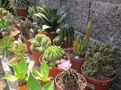 Descubriendo el Mundo Fascinante de las Plantas Suculentas