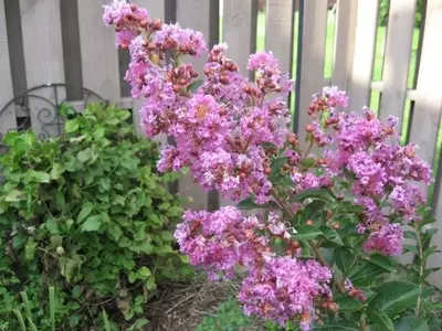 Guía Completa para el Cultivo del Árbol de Júpiter: Un Tesoro Floral