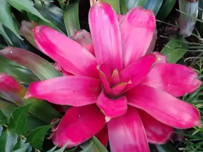 Descubriendo la Fascinante Belleza de las Bromelias