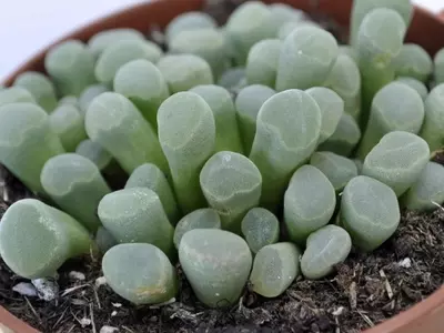 Descubriendo la Frithia Pulchra: La Fascinante "Planta Ventana"