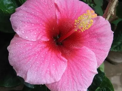 La Belleza Exótica del Hibisco: La Rosa de China
