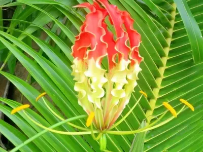 Guía Completa para el Cultivo y Cuidado de la Gloriosa Superba