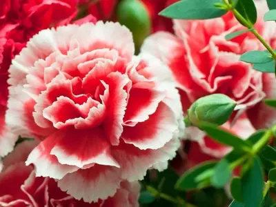 Guía Completa para el Cultivo y Cuidado del Clavel: Secretos de una Flor Vibrante