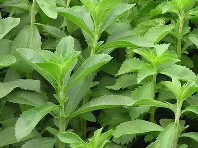La Stevia: Dulzura Natural y Beneficios para la Salud