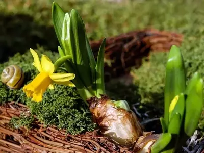 La Fascinante Flor del Narciso: Una Guía Completa de Cultivo y Variedades