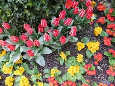 El Fenómeno de la Tulipomanía: Auge y Caída del Mercado de los Tulipanes