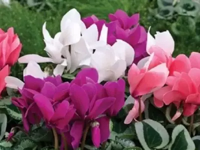 La Violeta de los Alpes: Consejos Esenciales para su Cuidado y Floración