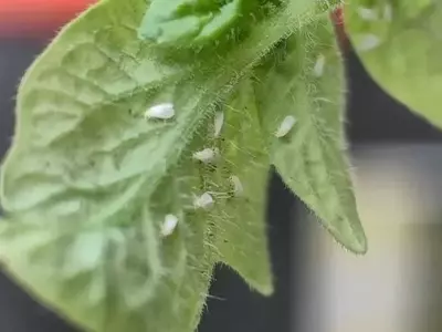 Bitoxibacilina: Un Aliado Ecológico para Proteger tus Cultivos