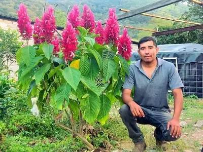 Guía Completa para el Cuidado de la Justicia Carnea: La Flor Exótica que Ilumina tu Hogar