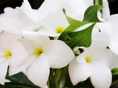 El Jazmín Aromático: Una Guía Completa para su Cultivo Exitoso