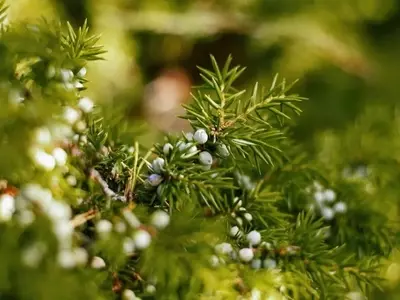 Juniperus Oxycedrus: El Resiliente Habitante Mediterráneo