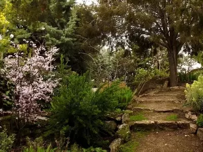 Un Toque Violeta: La Magia de Árboles y Arbustos de Hojas Púrpuras en tu Jardín