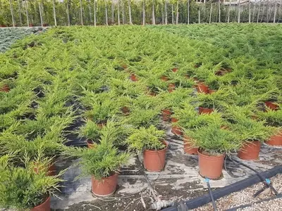 Descubriendo el Enebro Rastrero: Un Tapiz Verde de Resistencia y Belleza
