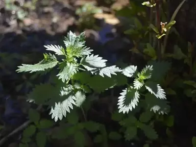 La Ortiga: Un Recurso Inestimable para el Cultivo Orgánico