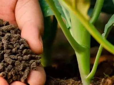 La Nutrición Ecológica de las Plantas: Una Guía Completa sobre la Fertilización Orgánica