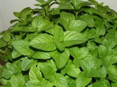 Guía Esencial para el Cultivo y Cosecha de la Menta