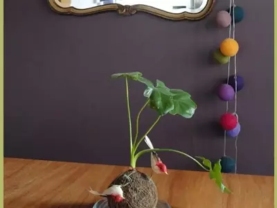 Selección Ideal de Plantas para Kokedamas: Guía Completa