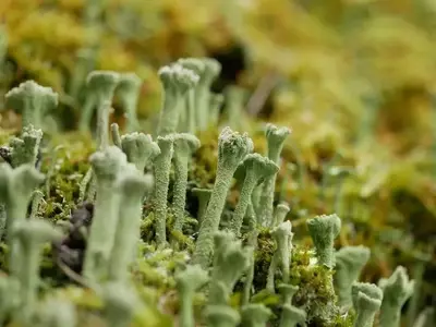 Algas, Líquenes y Musgos: Guardianes Invisibles de Nuestros Jardines