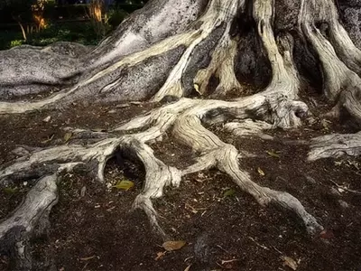 Comprendiendo las Raíces: Estructura, Función y Esencialidad para la Vida Vegetal