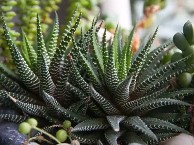 Descubriendo las Fascinantes Plantas Caudiciformes: Belleza y Resistencia en el Reino Vegetal