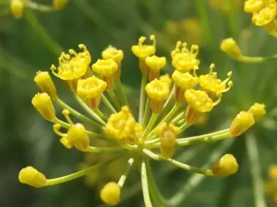 Hierbas Esenciales para el Hogar: Cultivo y Usos Culinarios y Medicinales