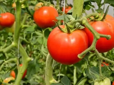Guía Integral para Proteger Tomates de Plagas Comunes