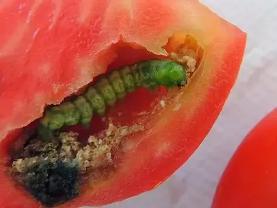 Manejo de Plagas en Cultivos de Tomate: Orugas y Araña Roja