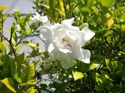 La Gardenia: Belleza y Fragancia en su Máxima Expresión