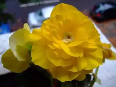Las Begonias: Belleza Tropical para Interiores
