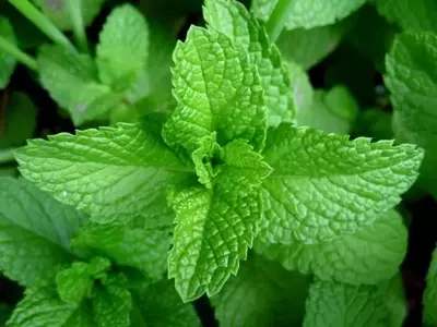 Descubre las Aromáticas Ideales para tu Hogar: Una Guía Completa