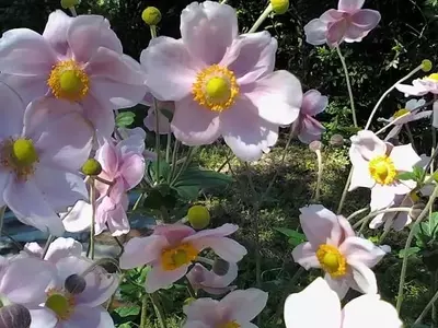La Crucial Importancia de las Plantas Autóctonas para la Sostenibilidad Ambiental y el Diseño de Jardines