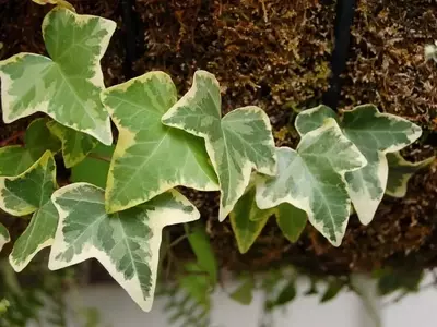 Plantas Trepadoras Ideales para Climas Fríos: Guía Completa