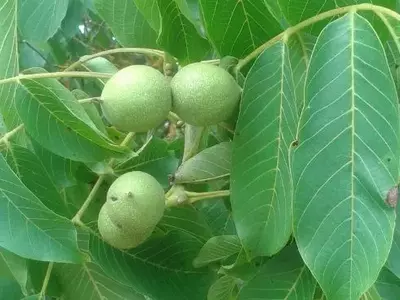 El Nogal: Un Árbol Versátil de Frutos Preciados y Beneficios Inesperados