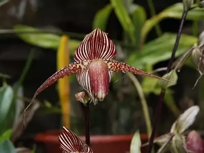 Las Flores Más Exclusivas y Costosas del Mundo