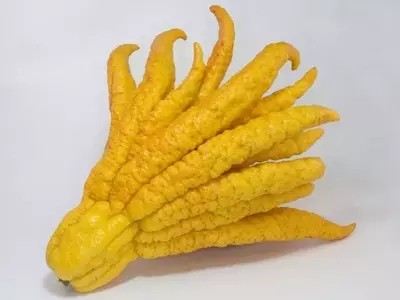 Descubriendo el Limonero 'Mano de Buda': Una Joya Cítrica Exótica